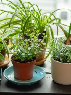 18 DIY Herb Garden Ideas